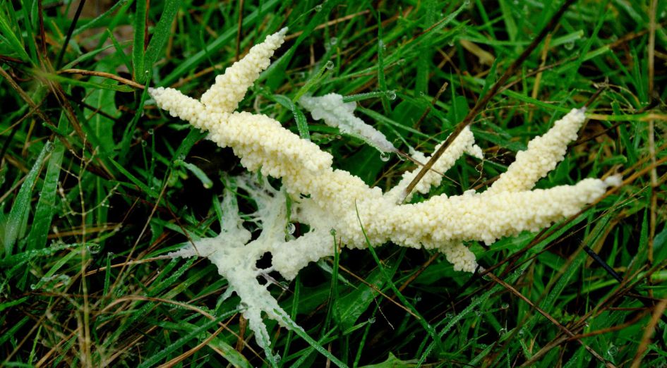 witte schimmel op gras